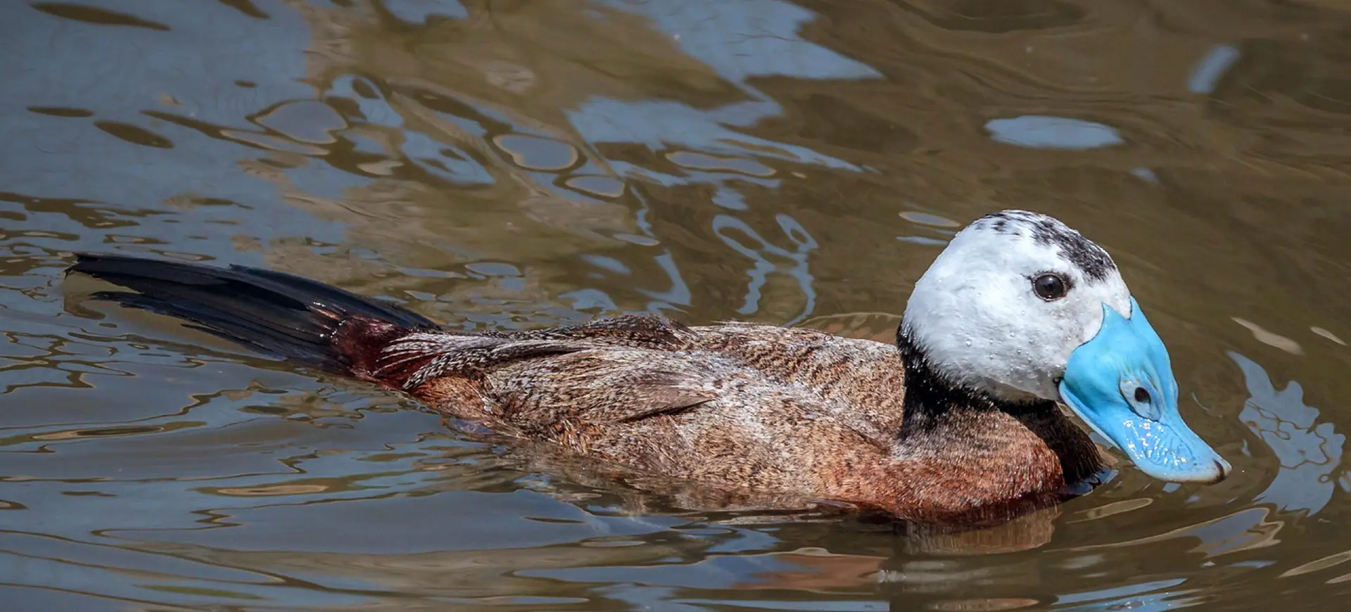 White-headed Duck