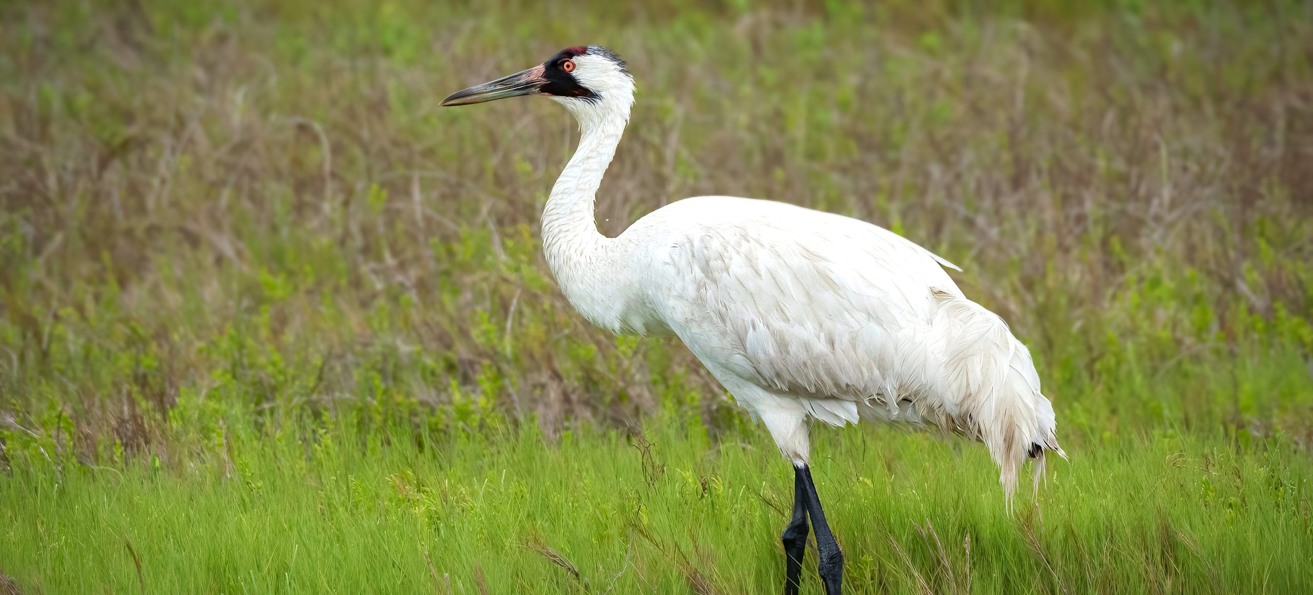 Whooping Crane