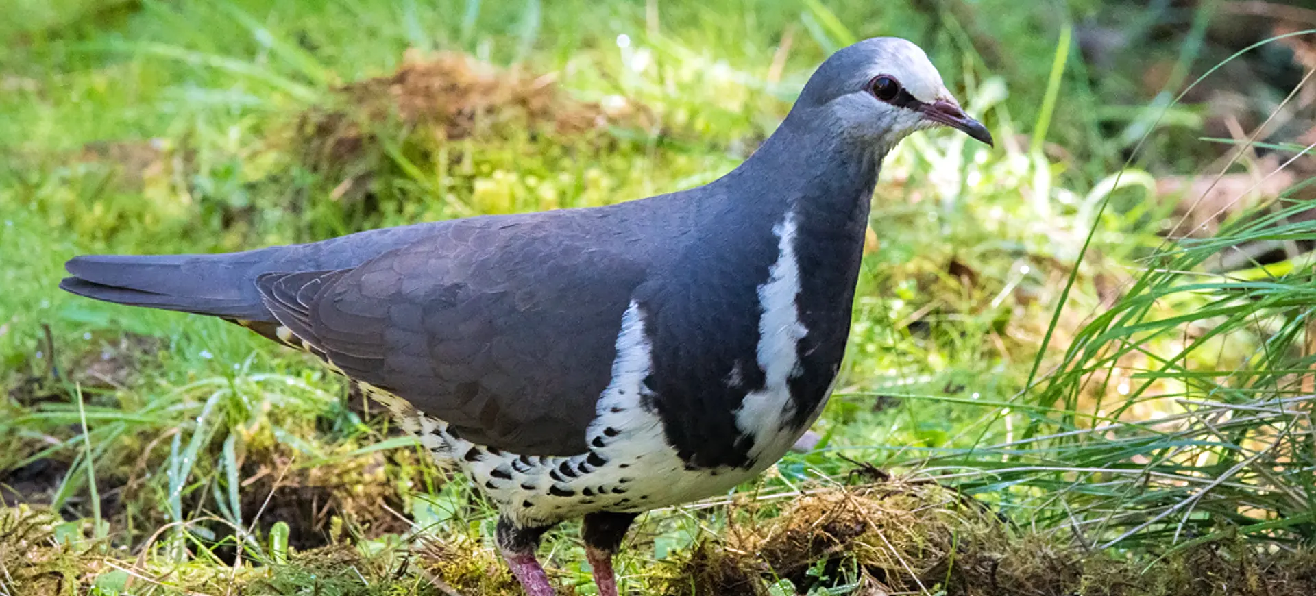 Wonga Pigeon