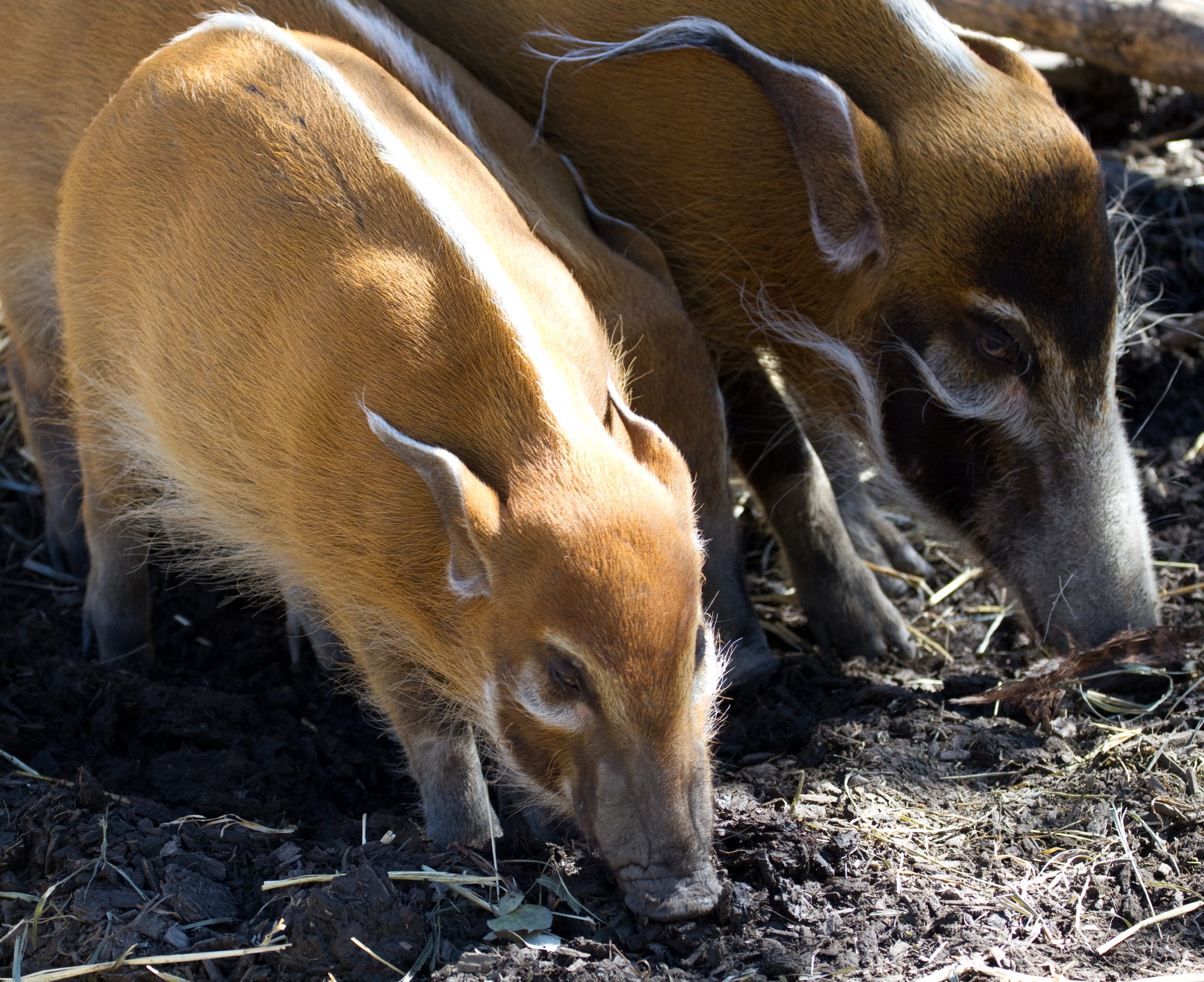 Red River Hog Facts, Habitat, Conservation Status, Zoo Populations ...