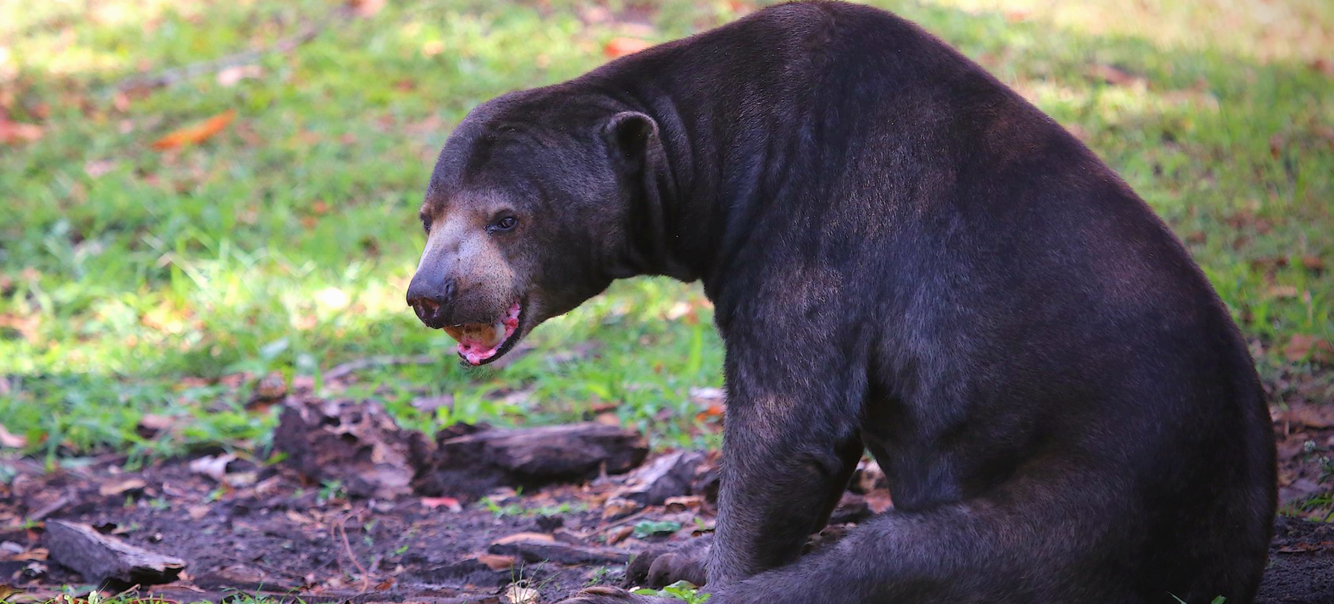 Bornean Sun Bear