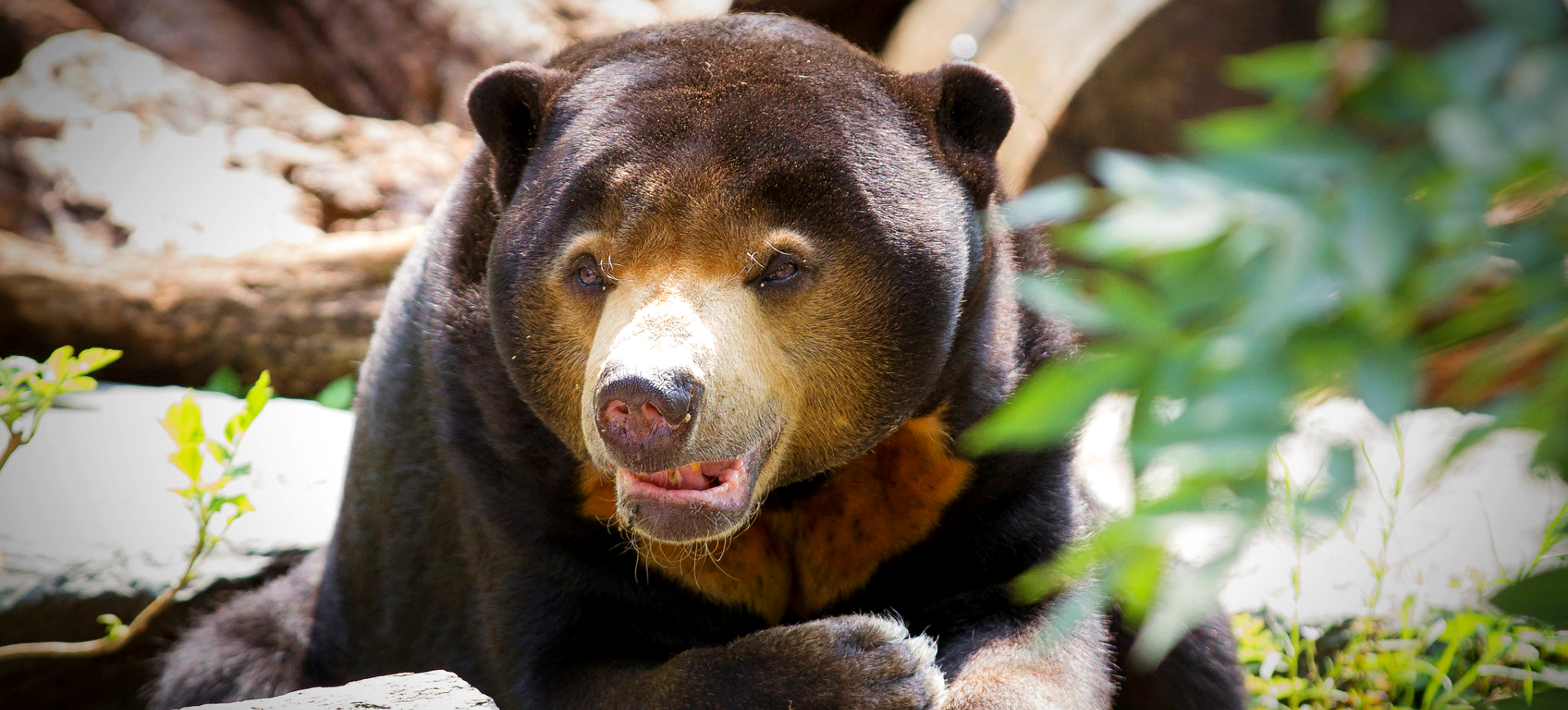 Malayan Sun Bear