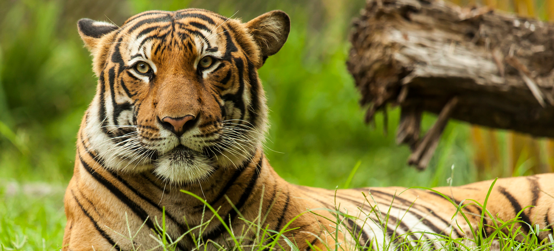 Malayan Tiger