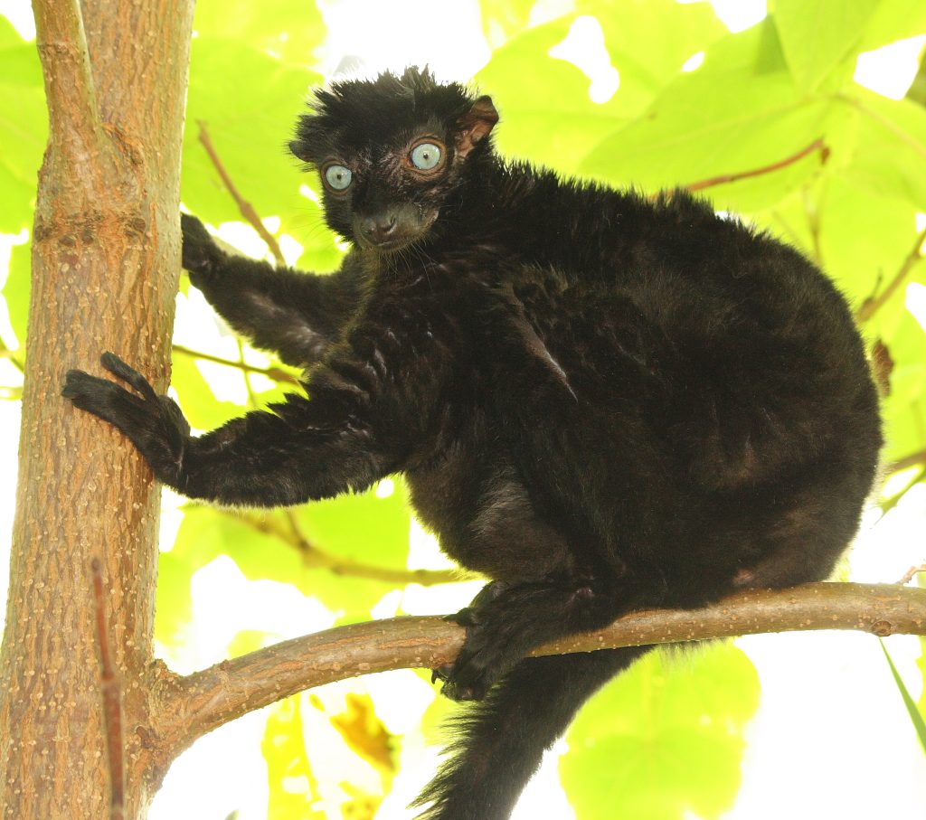 Blue-Eyed Black Lemurs