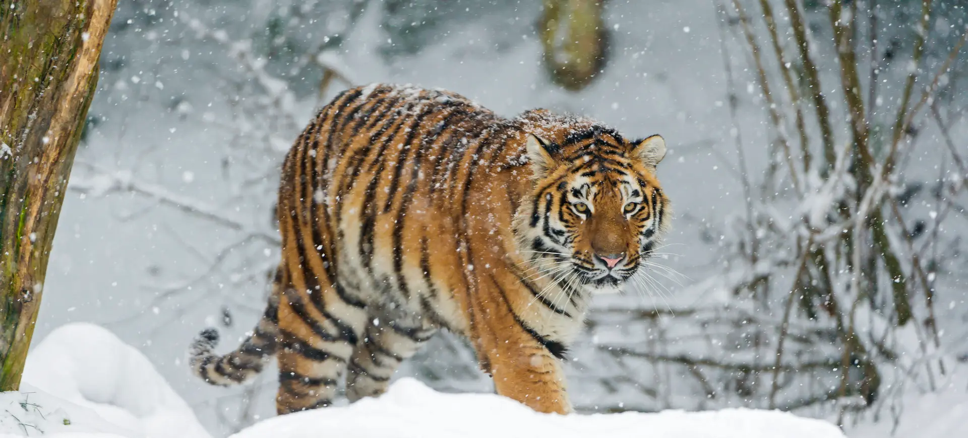 Amur Tiger