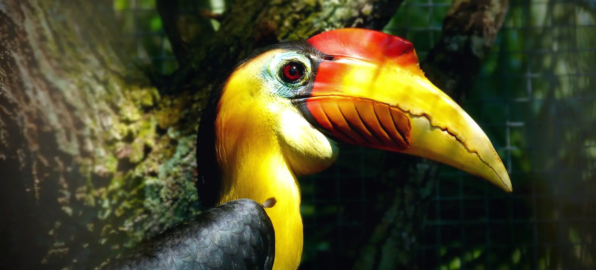 Wrinkled Hornbill