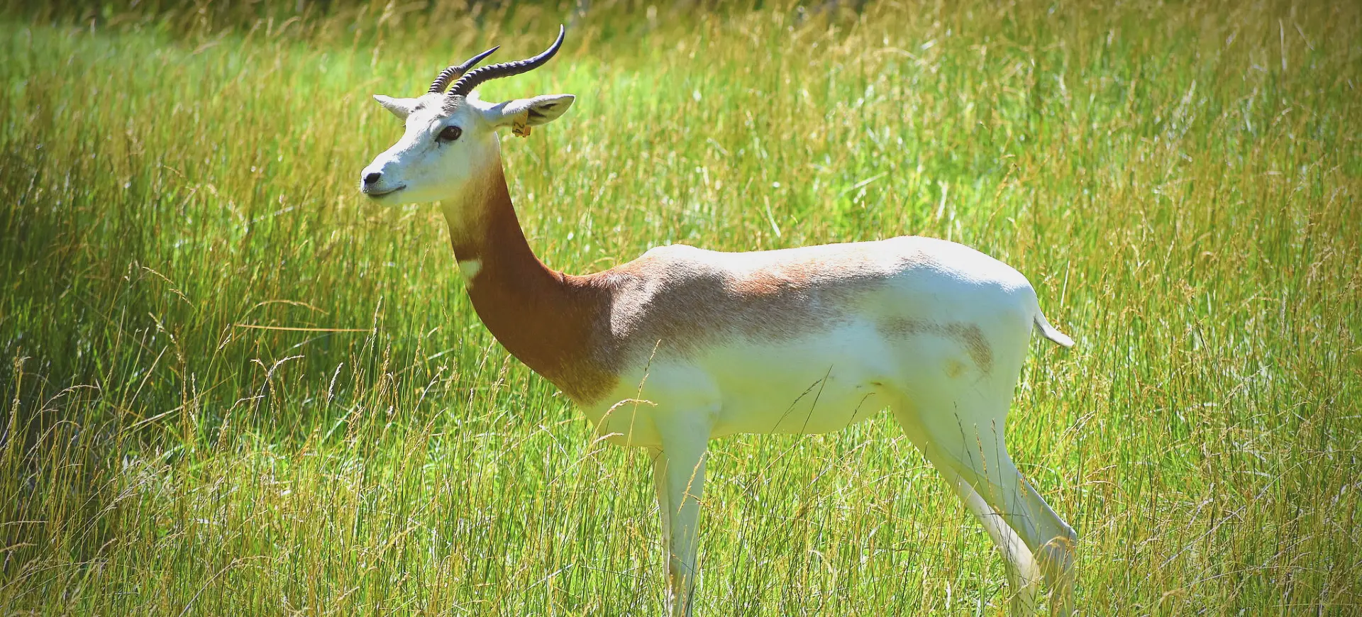 Addra Gazelle