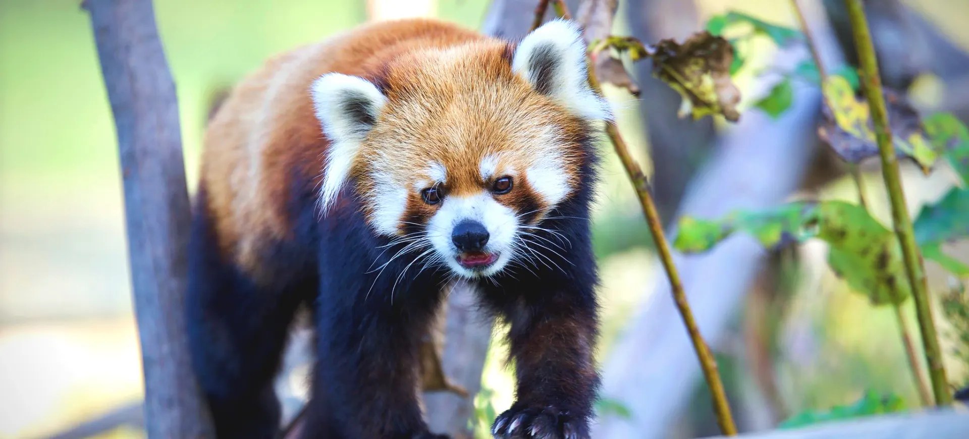 Chinese Red Panda