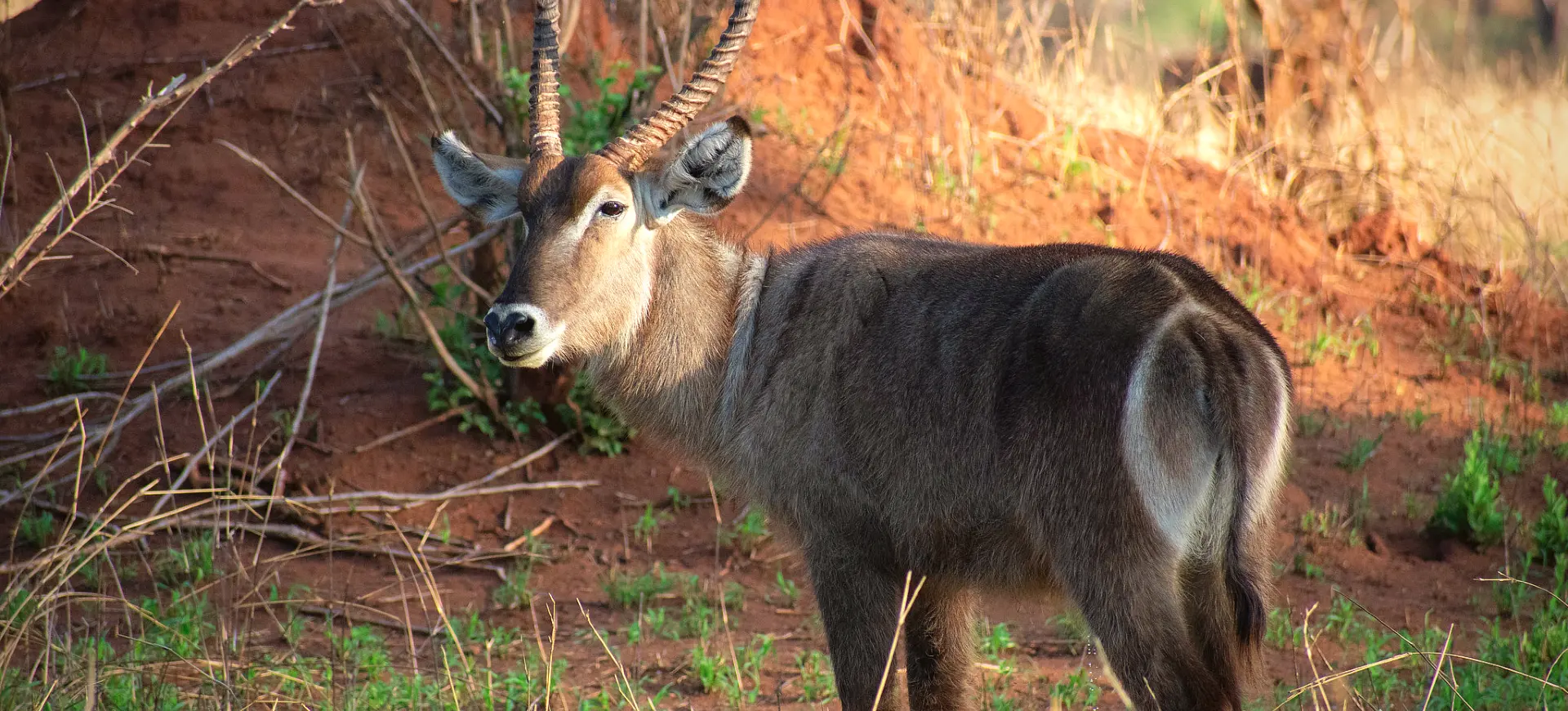 Common Waterbuck