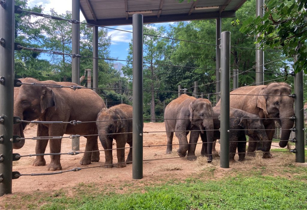 elephant herd T family