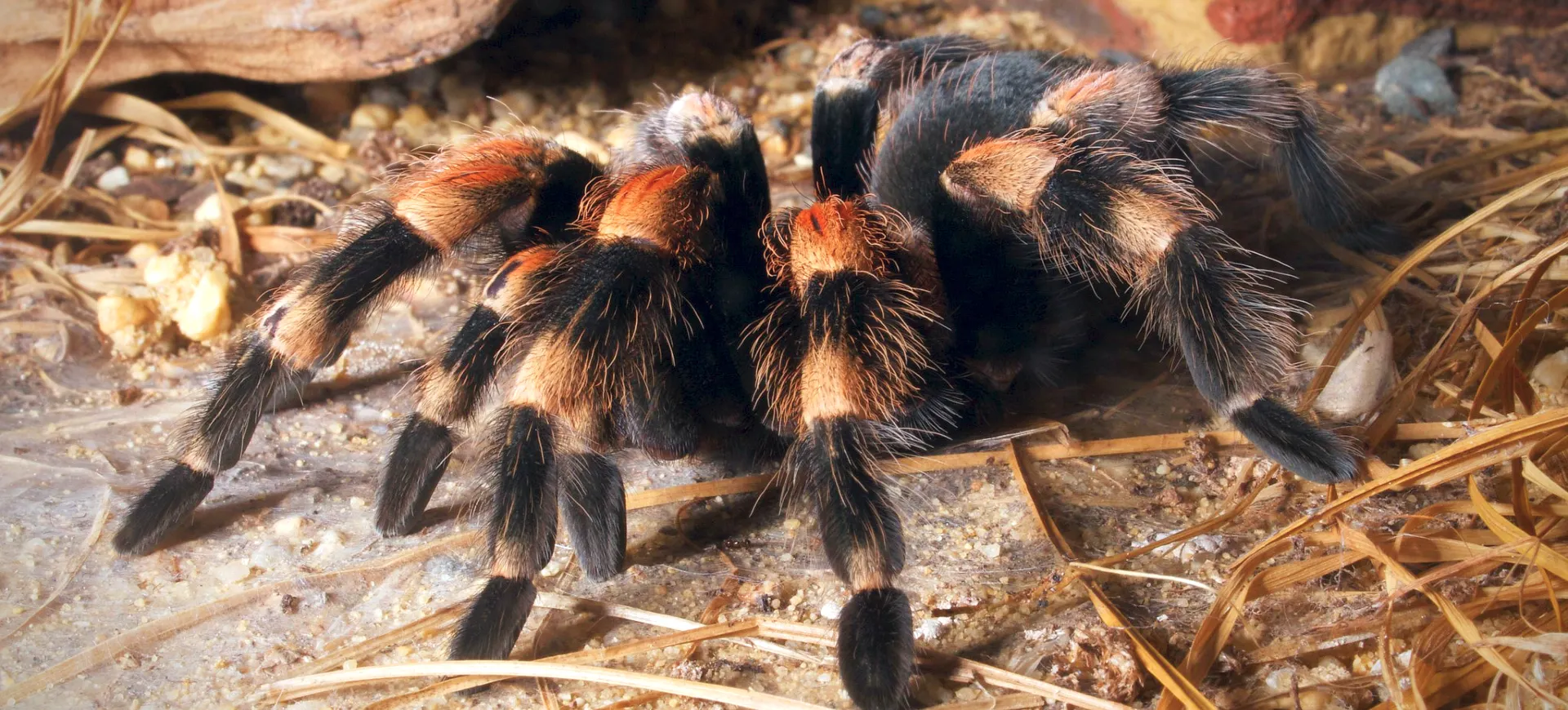 Mexican Redknee Tarantula