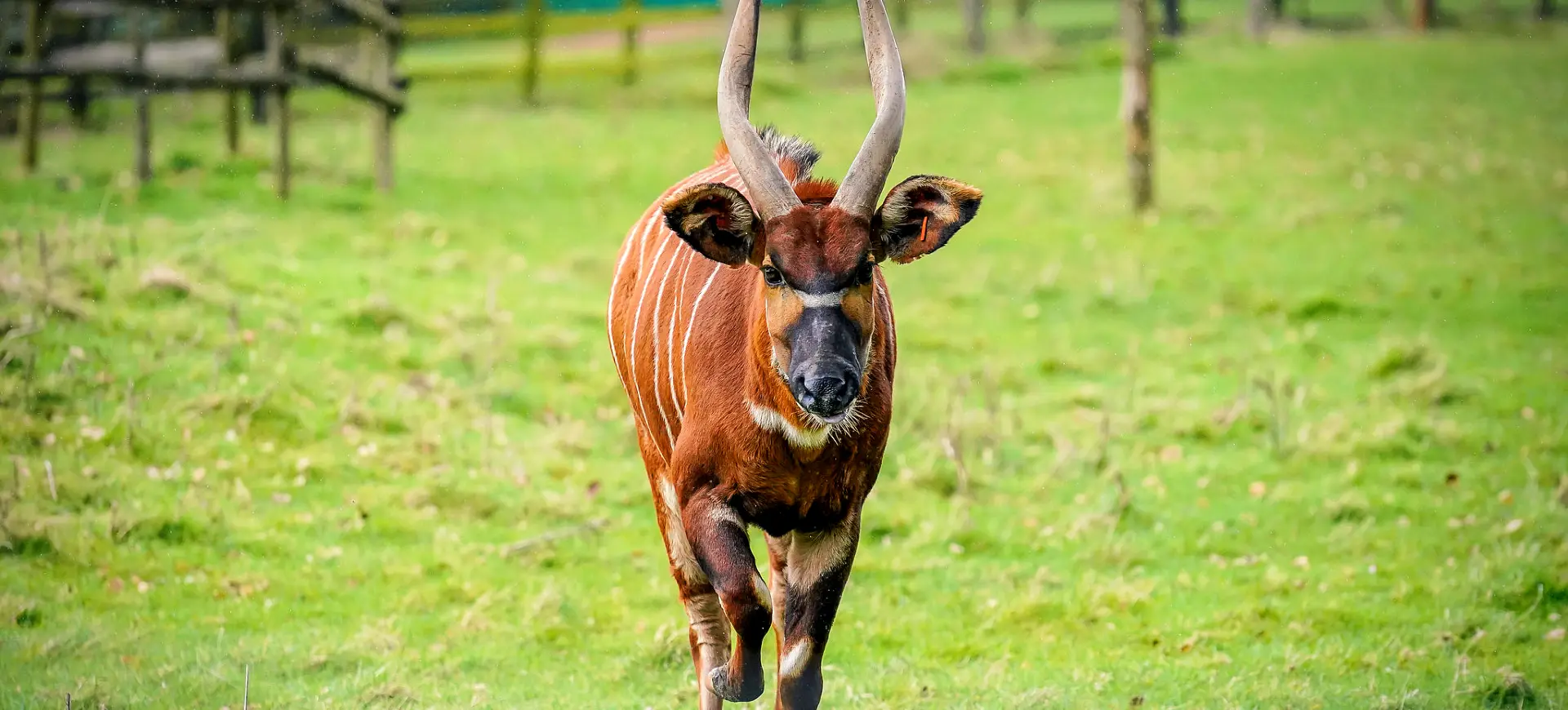 Mountain Bongo