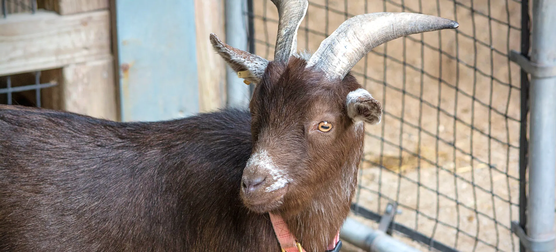 Nigerian Dwarf Goat