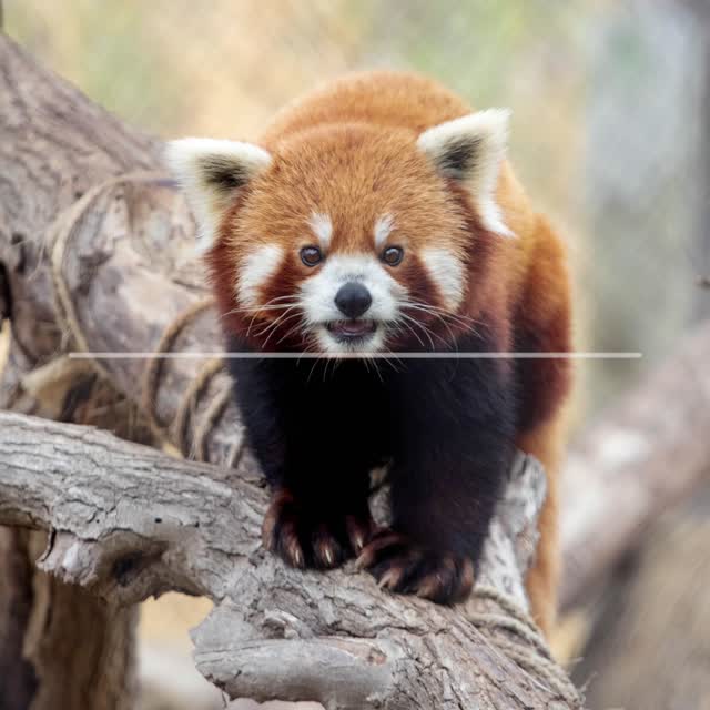 ZooCast Episode 2: Discovering Red Pandas! - Sedgwick County Zoo Zoo Guide