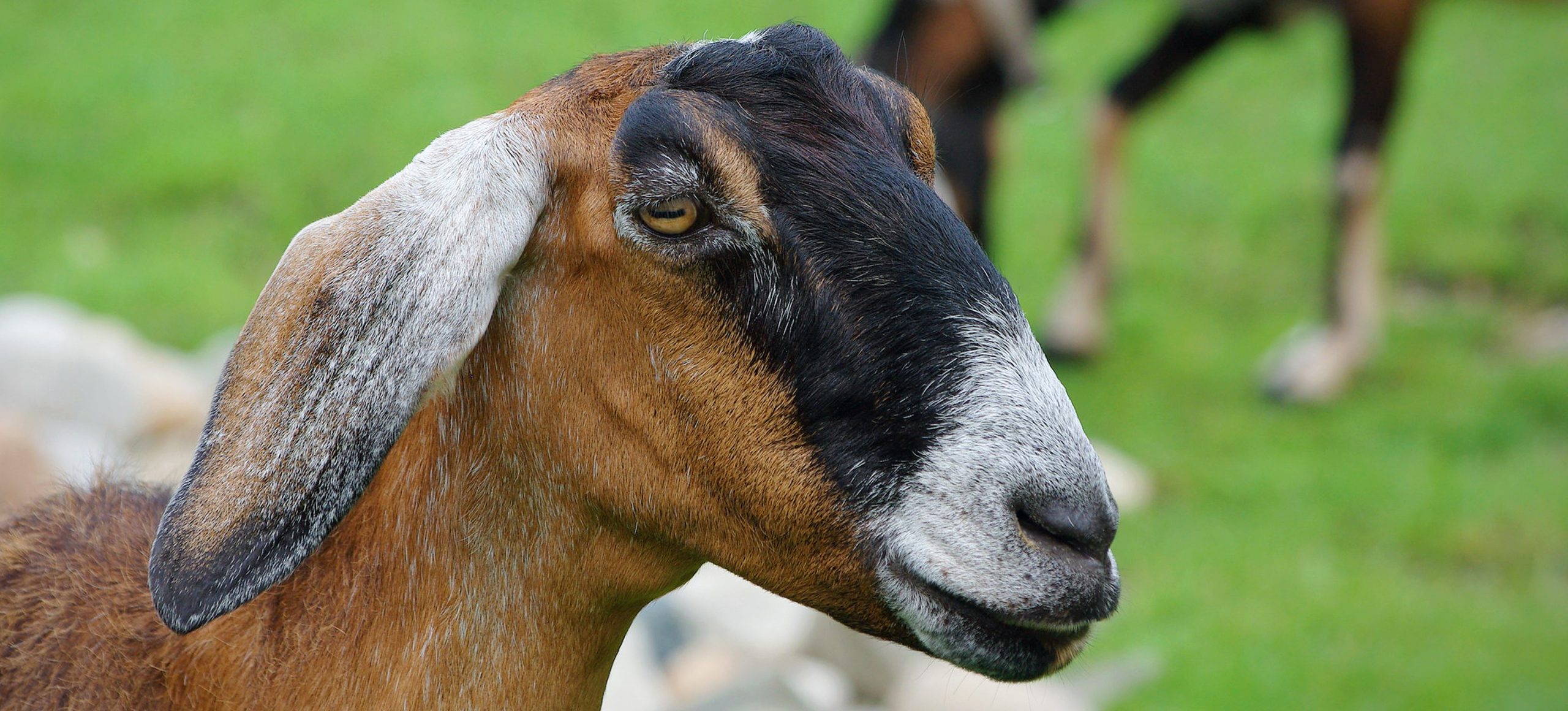 Anglo-Nubian Goat