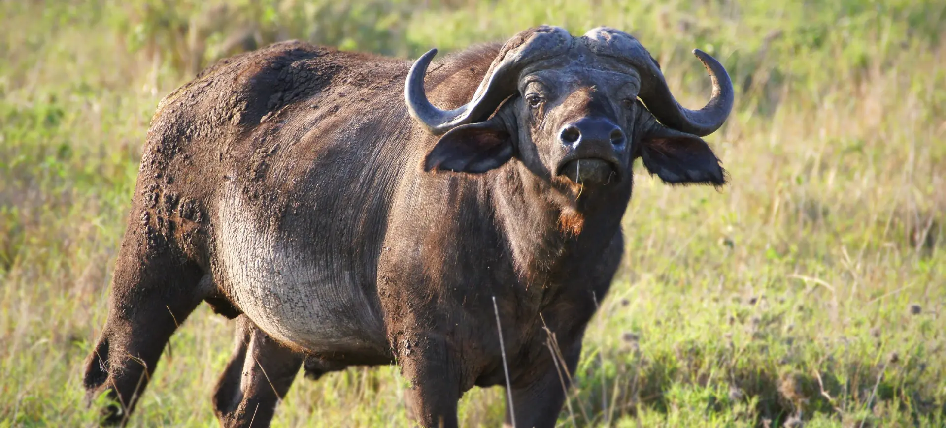 Cape Buffalo