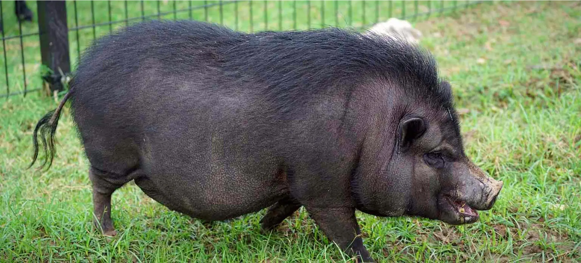 Vietnamese Pot-bellied Pig