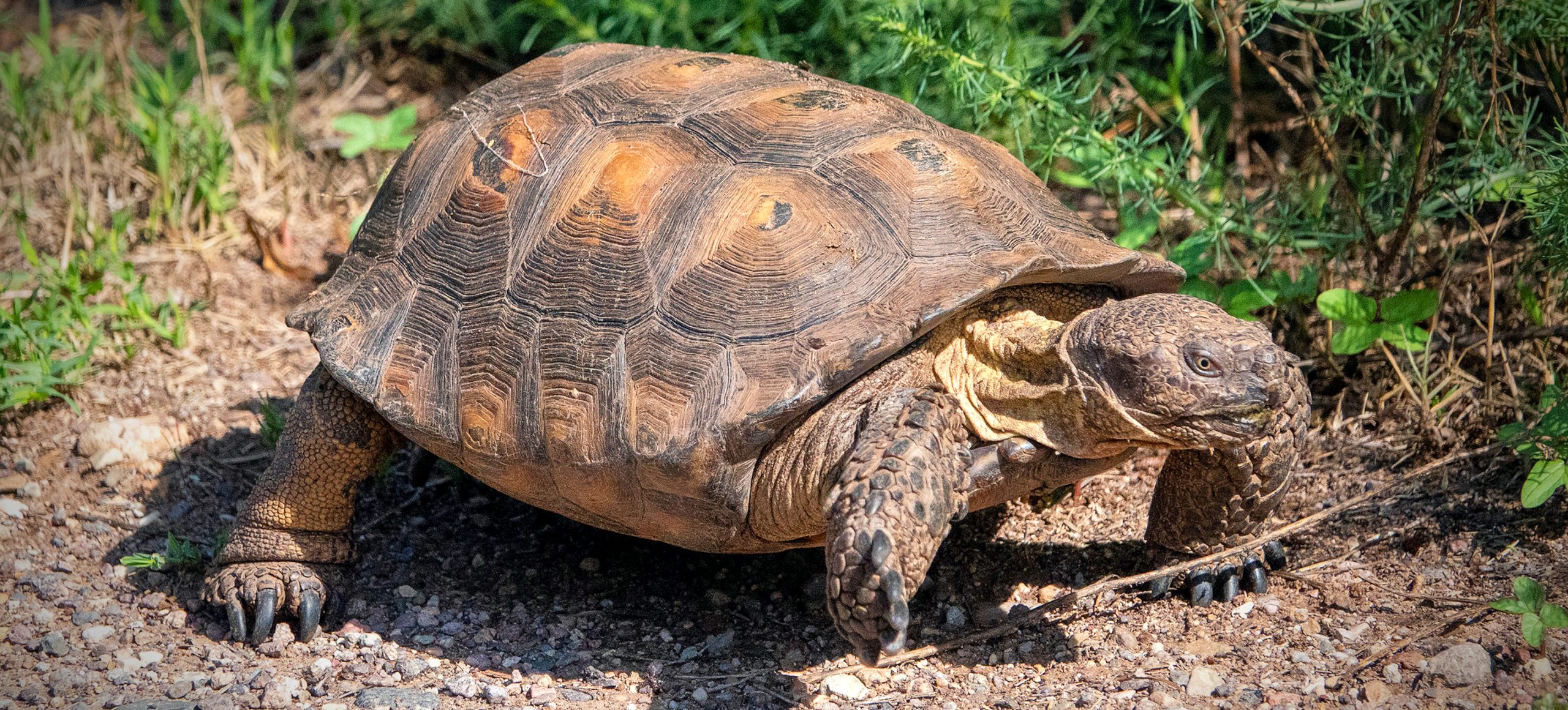 Sonoran Desert Tortoise