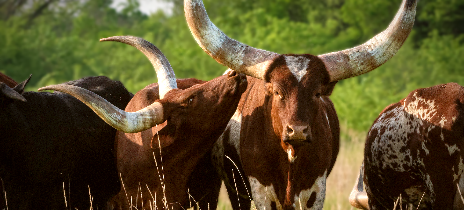 Ankole Cattle