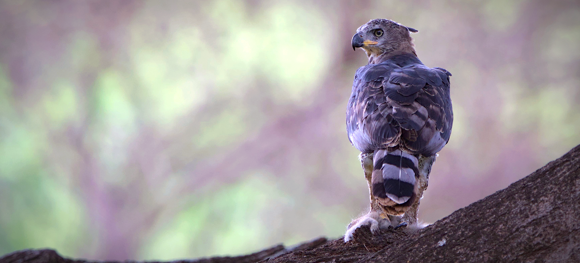 Crowned Eagle