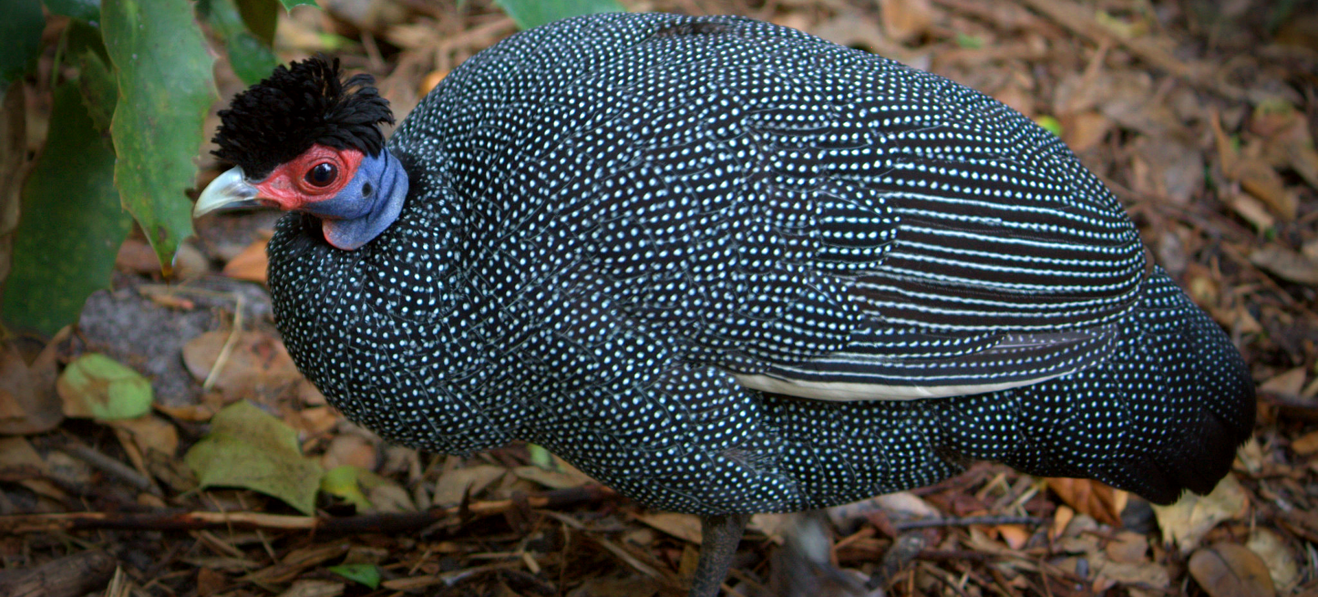 Eastern Crested Guineafowl