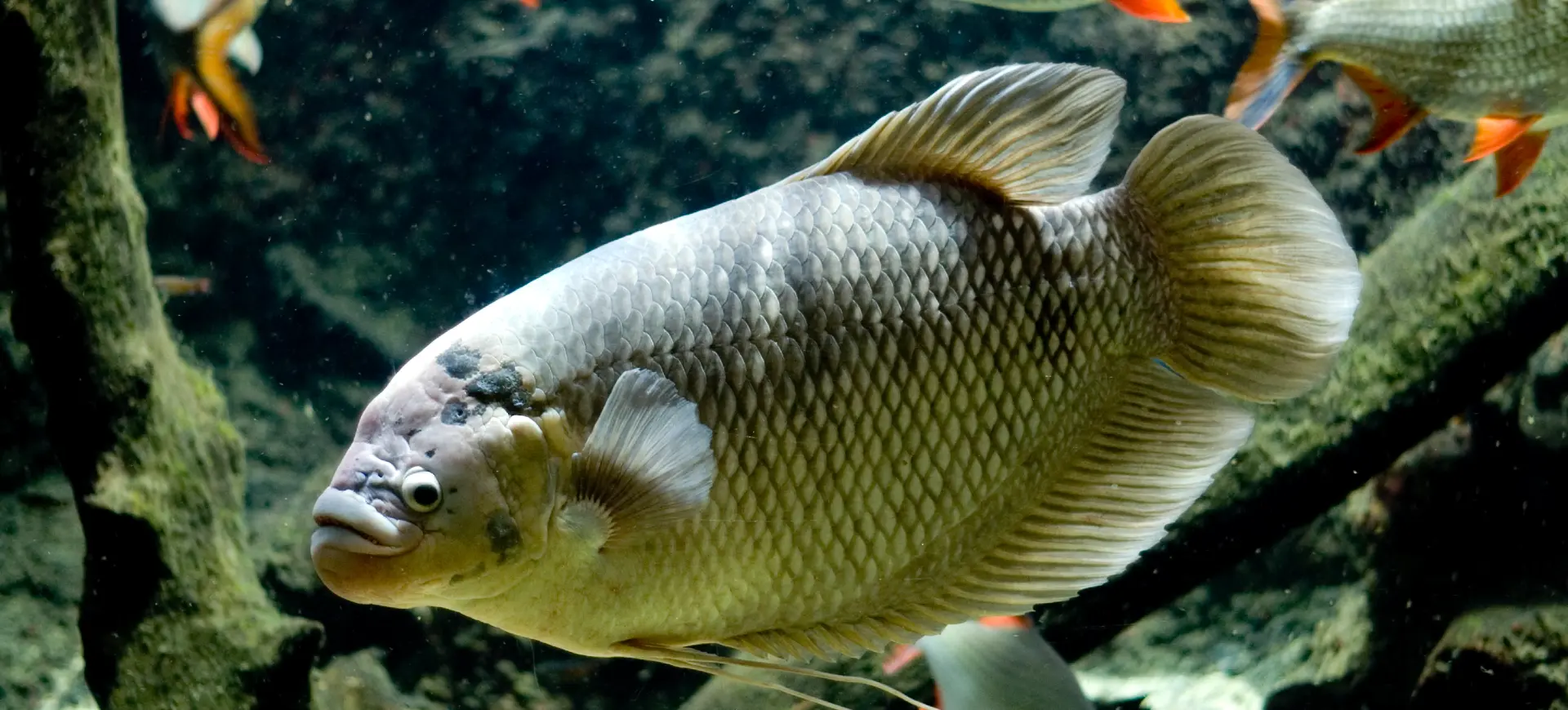 Giant Gourami