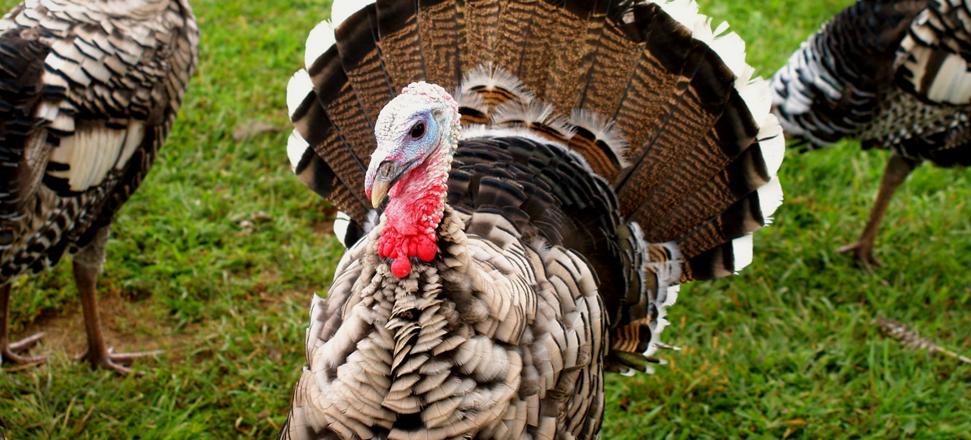 Narragansett Turkey