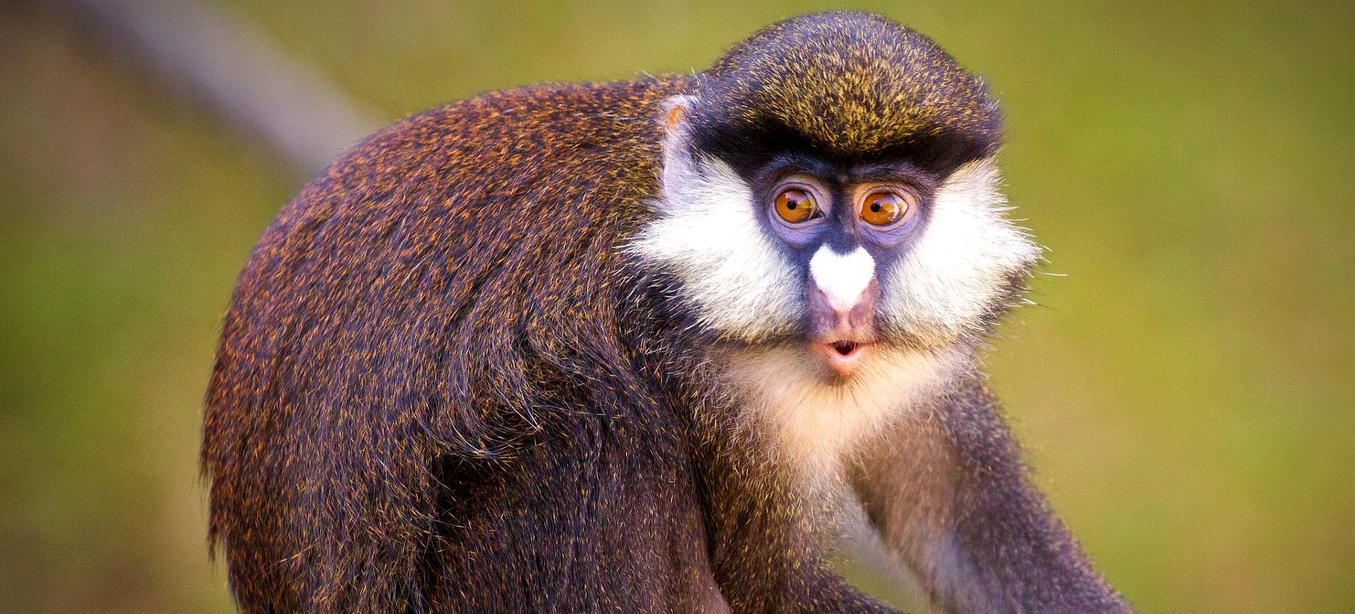 Schmidt's Red-tailed Monkey