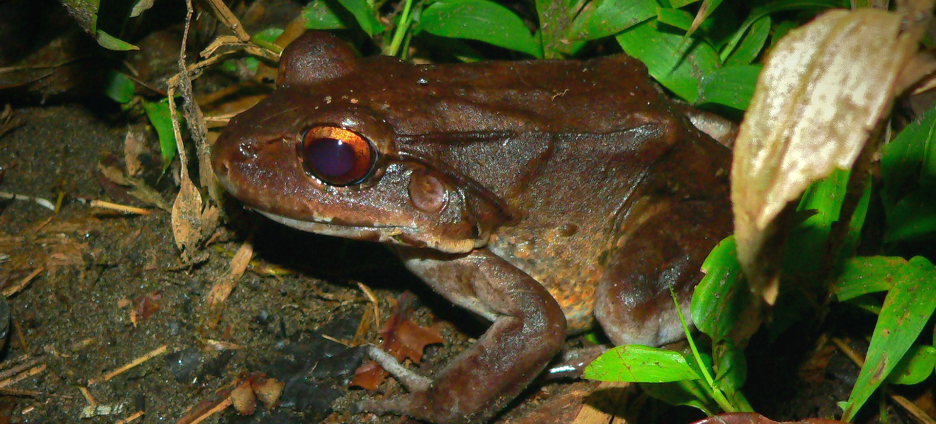 Smoky Jungle Frog