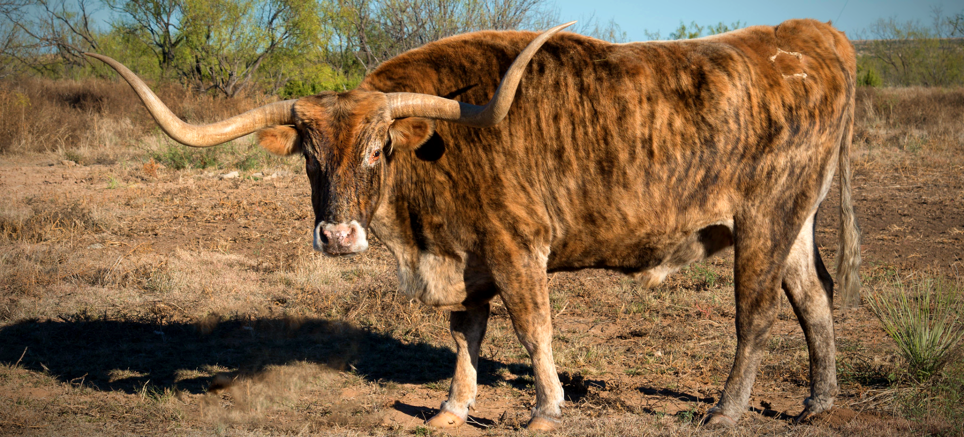 Texas Longhorn