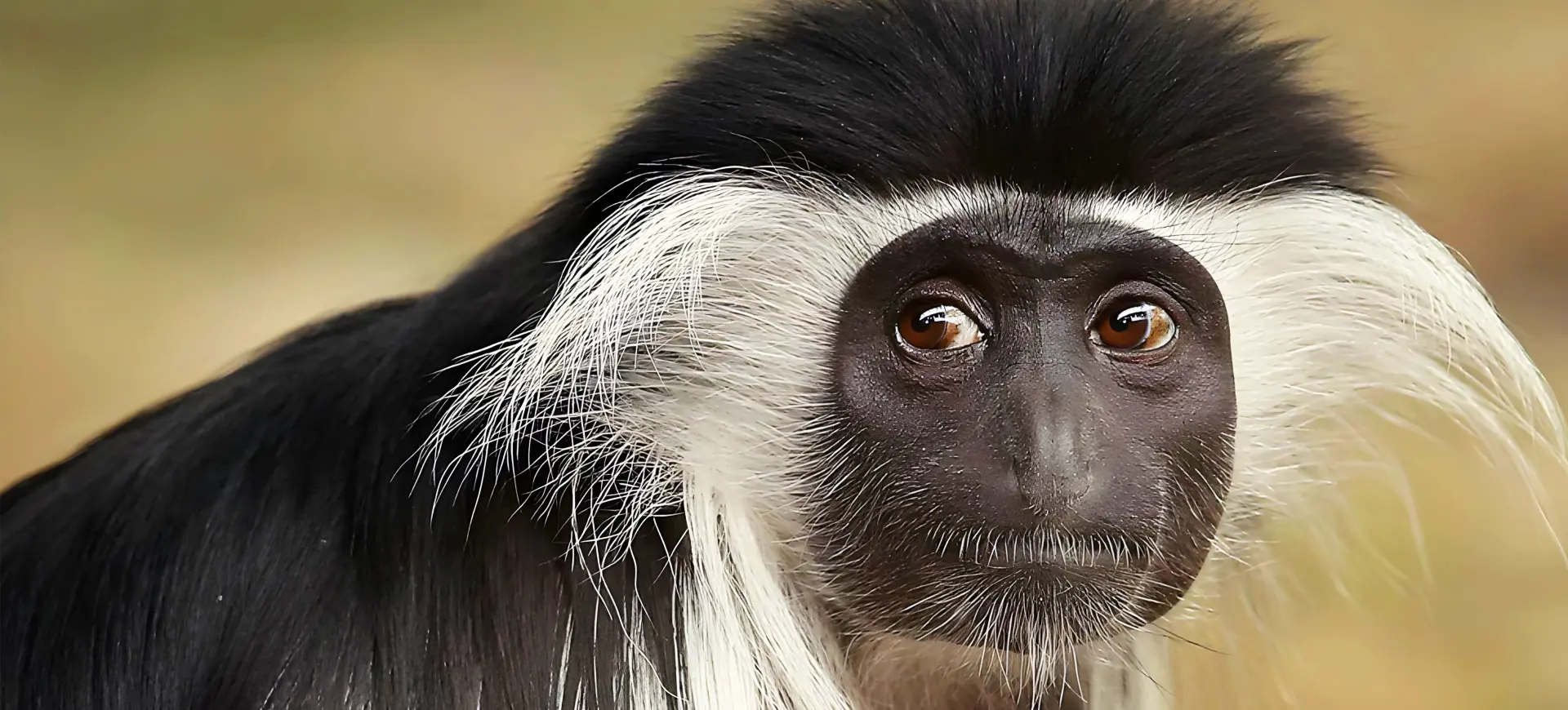 Peters' Angolan Colobus