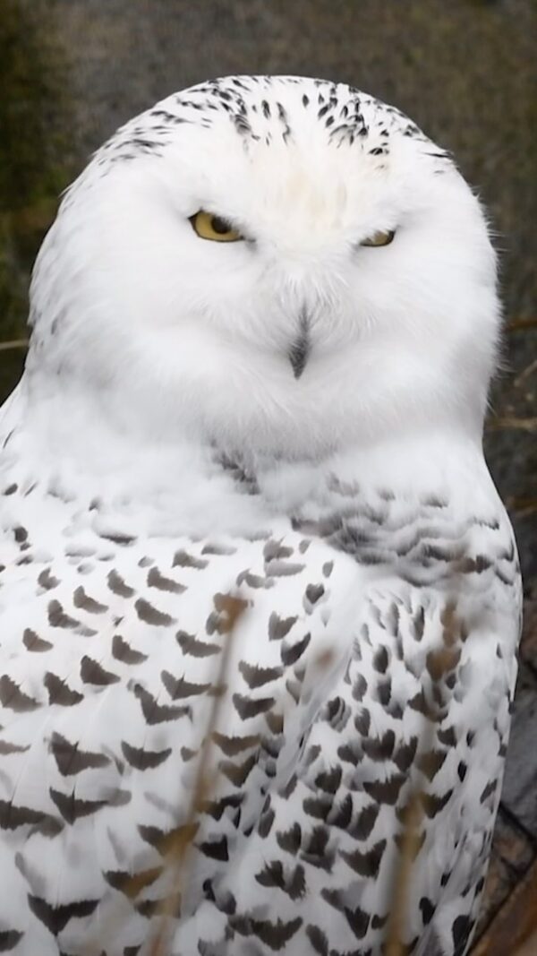 Snowy Owl's 270-Degree Head Turn Radar - Northwest Trek Wildlife Park ...