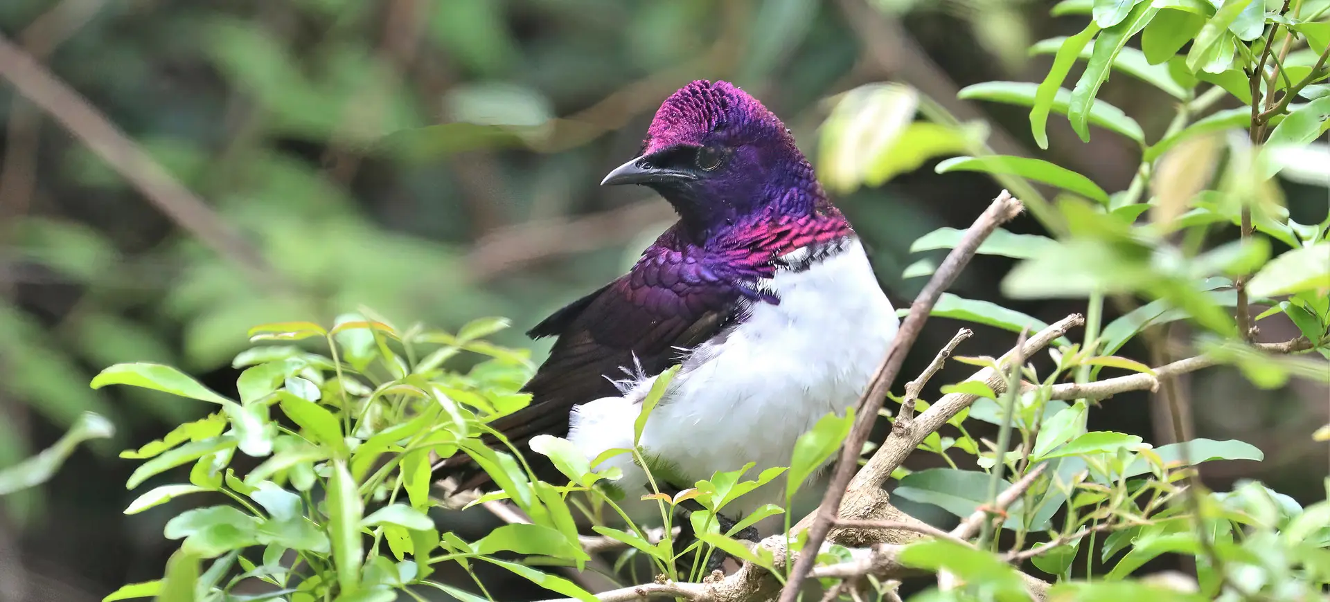 Violet-backed Starling