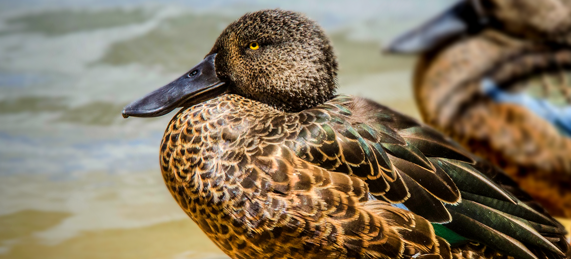 Australian Shoveler