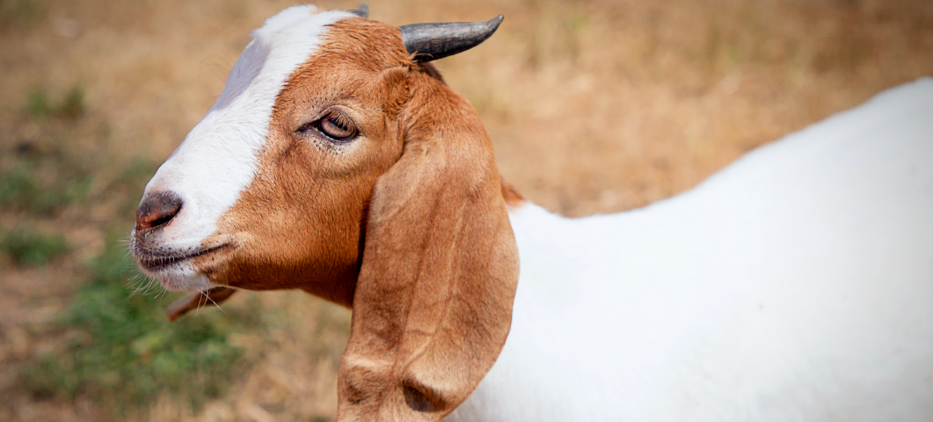 Boer Goat