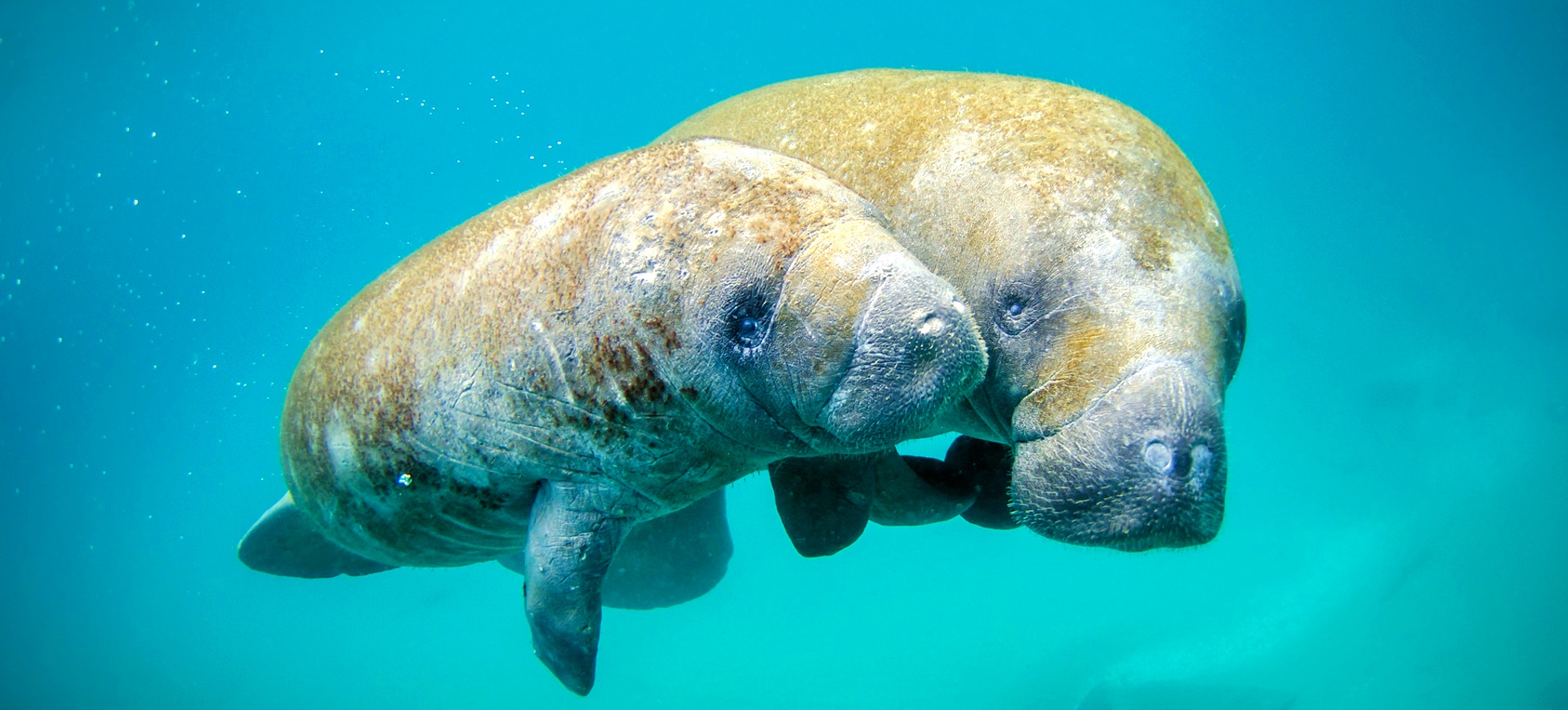 Florida Manatee