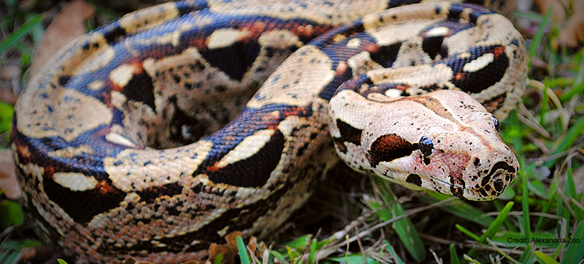 Red-tailed Boa