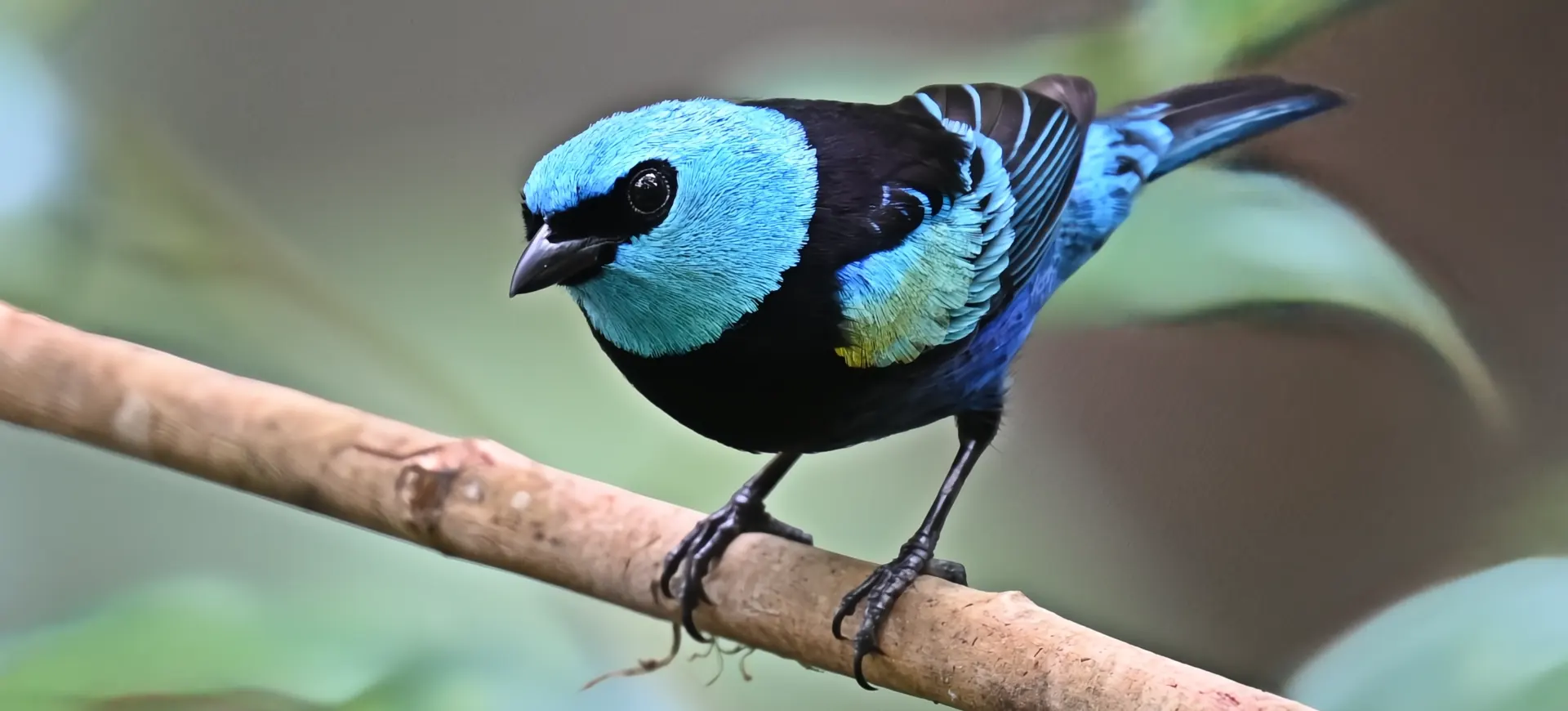 Blue-necked Tanager