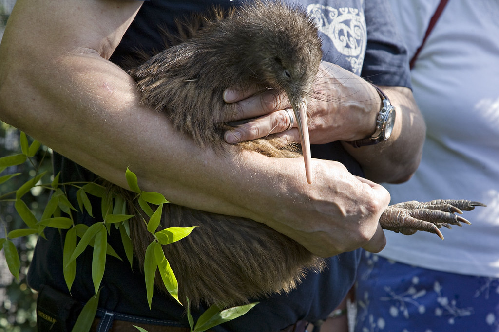 Brown Kiwi