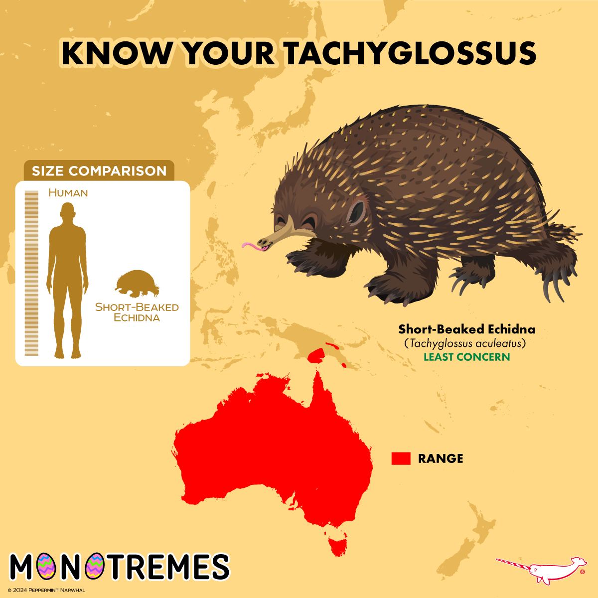 Understanding Monotremes Focus On Tachyglossus Zoo / Animal Special