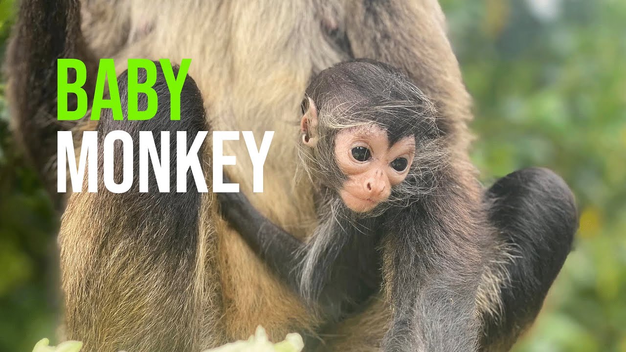 Understanding Baby Spider Monkey Hiccups - Zoo Babies Zoo Guide