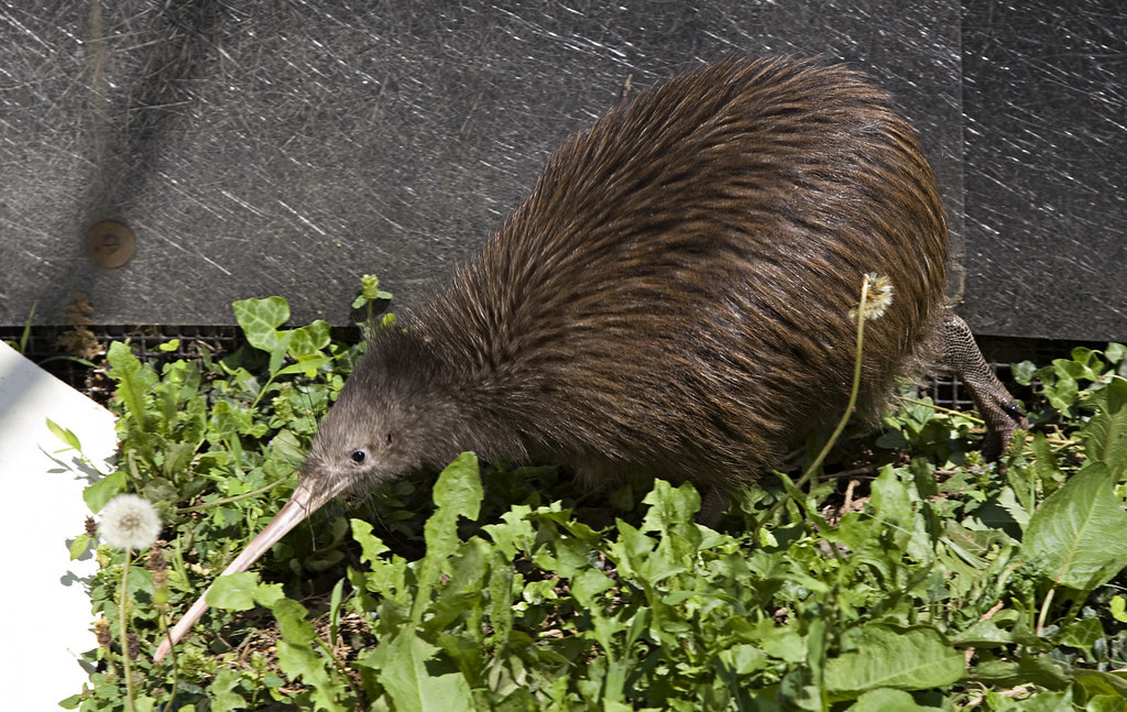 Brown Kiwi