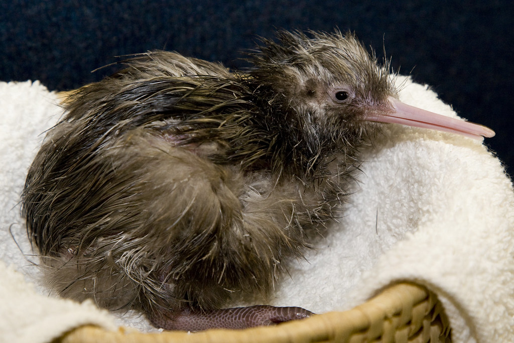 Brown Kiwi