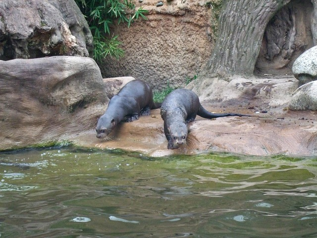 giant otter, zoo, duisburg