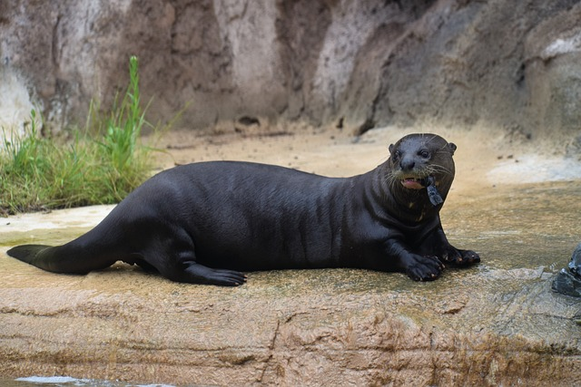 giant otter, animal, bank