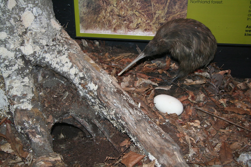 Kiwi Bird