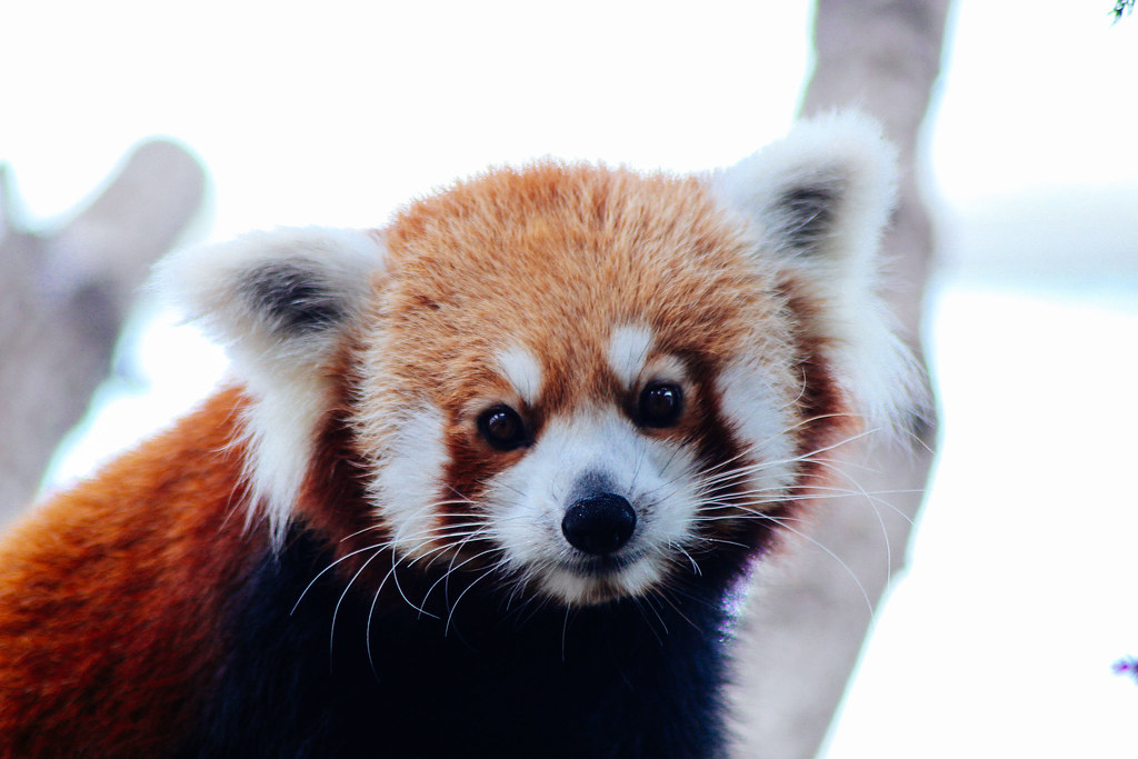 Red Panda