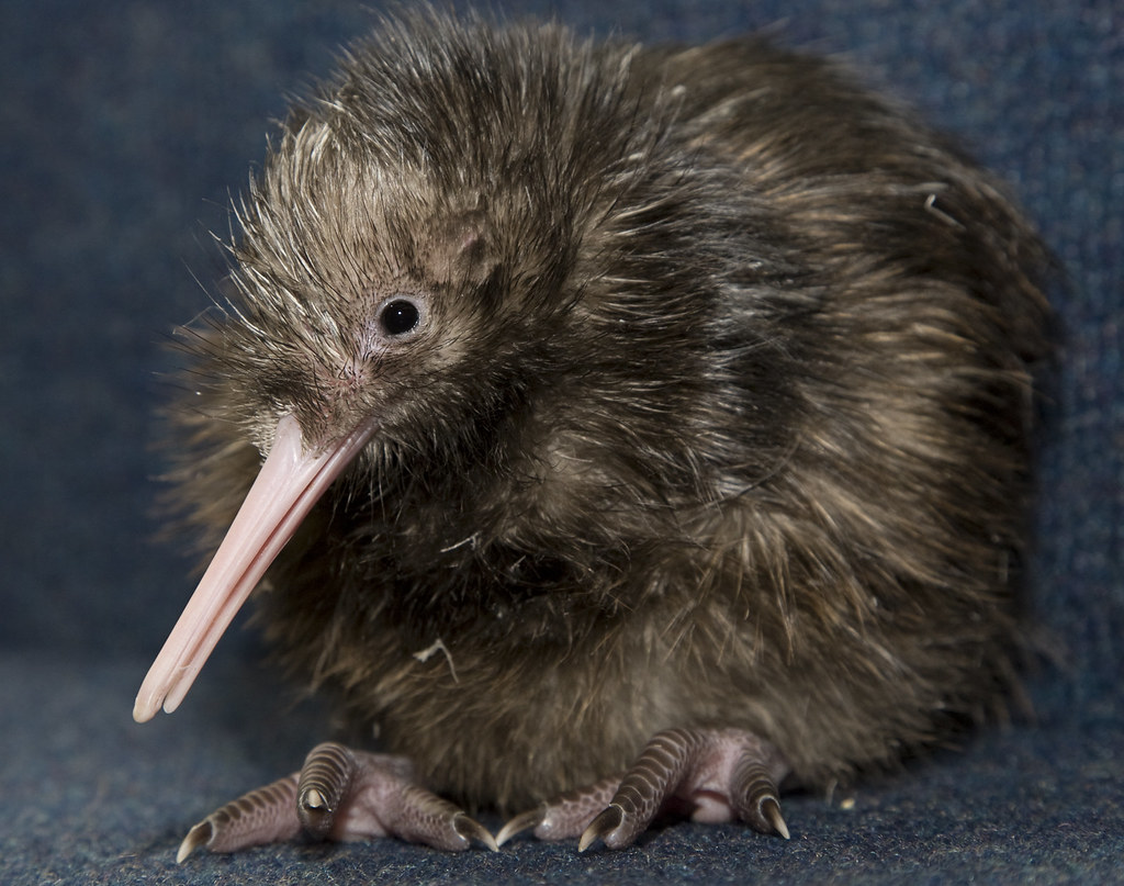 Brown Kiwi