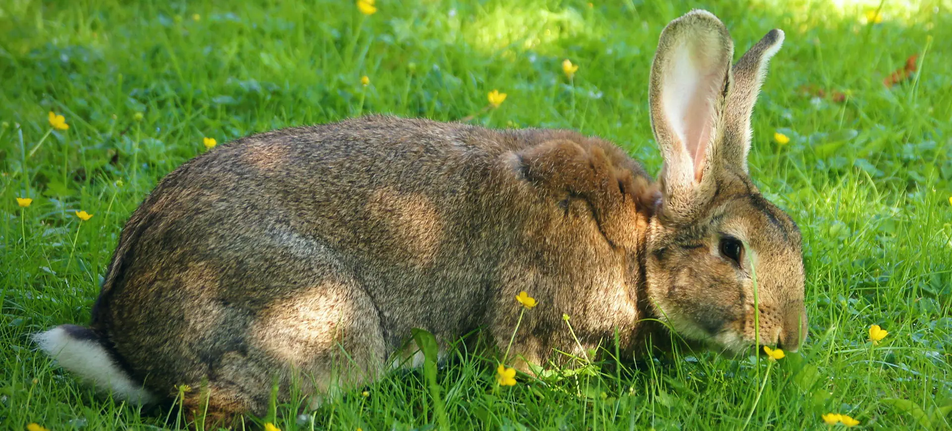 Flemish Giant Rabbit