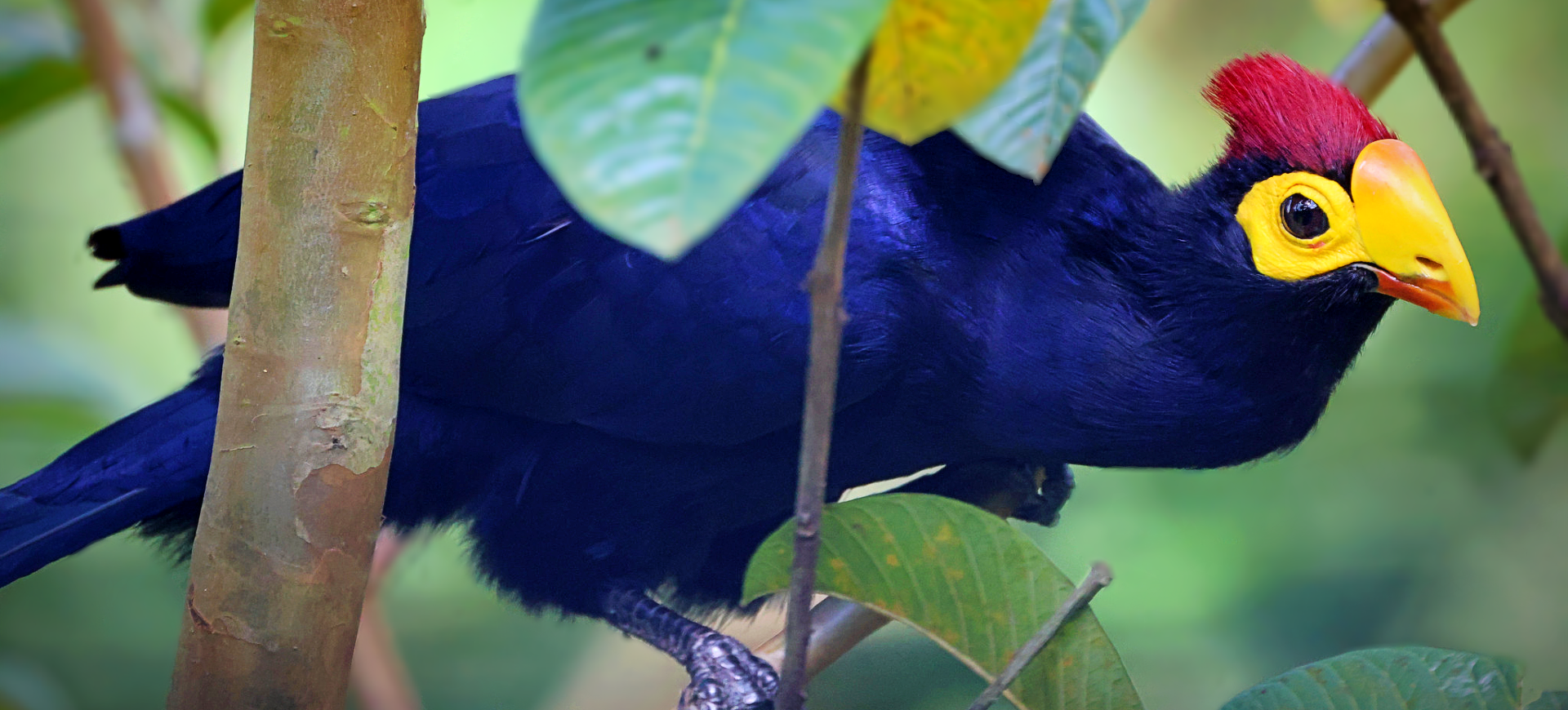 Lady Ross's Turaco